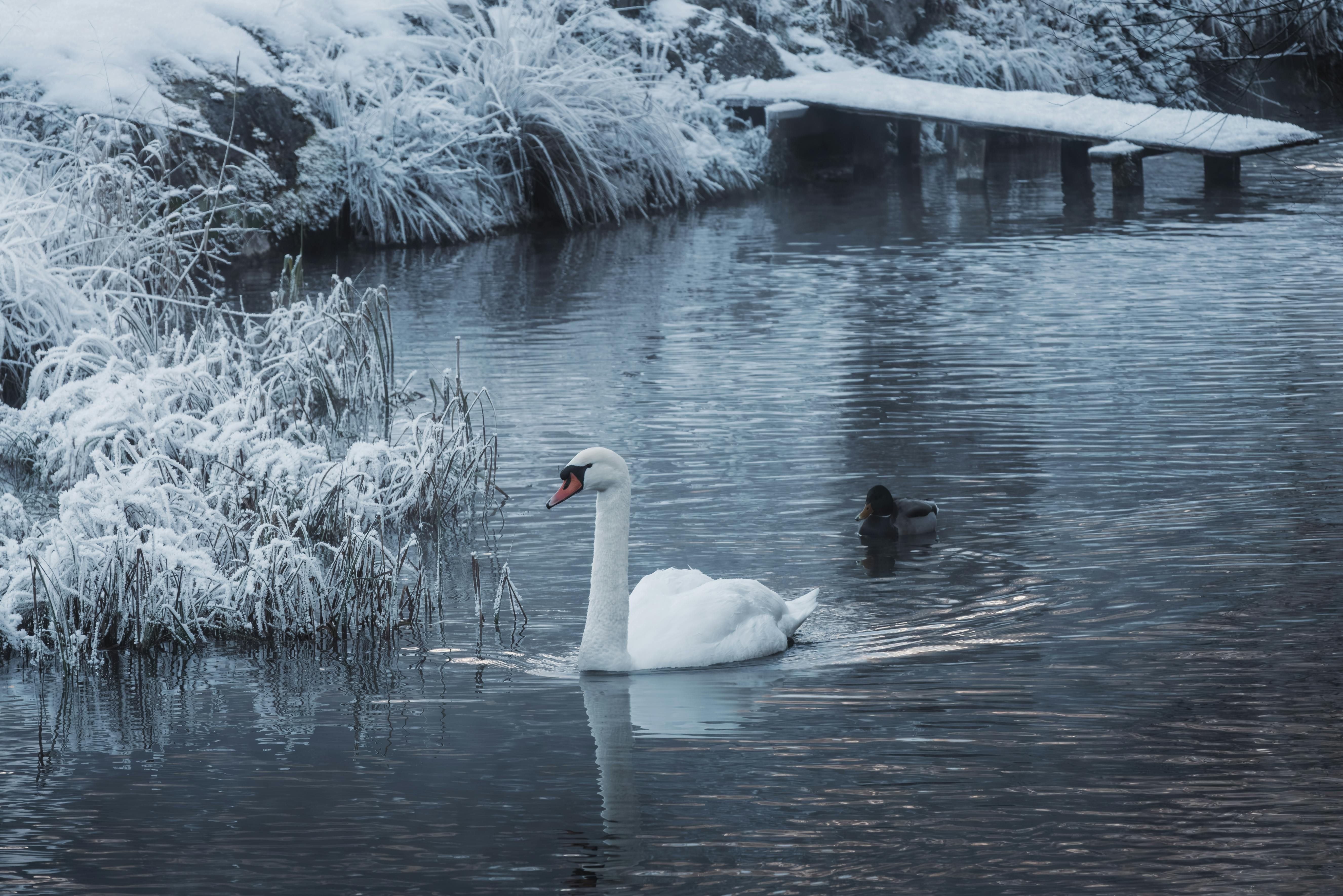 Cold-Weather Footwear: Duck Boots for Braving Winter Conditions