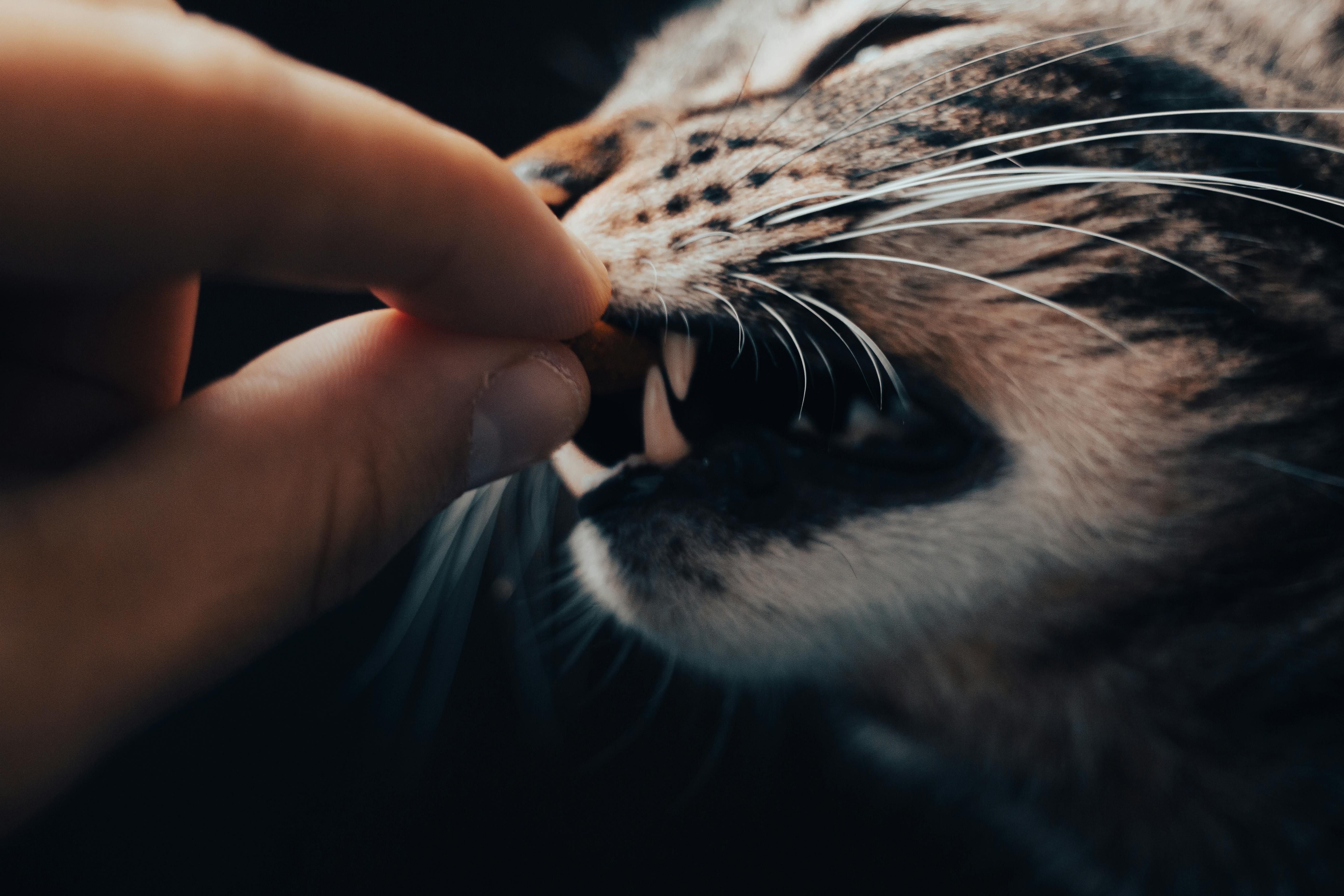 Person using Feliway Classic spray as a cat sniffs it. Individual grasping Feliway Classic spray, feline detecting odor emitted from device
