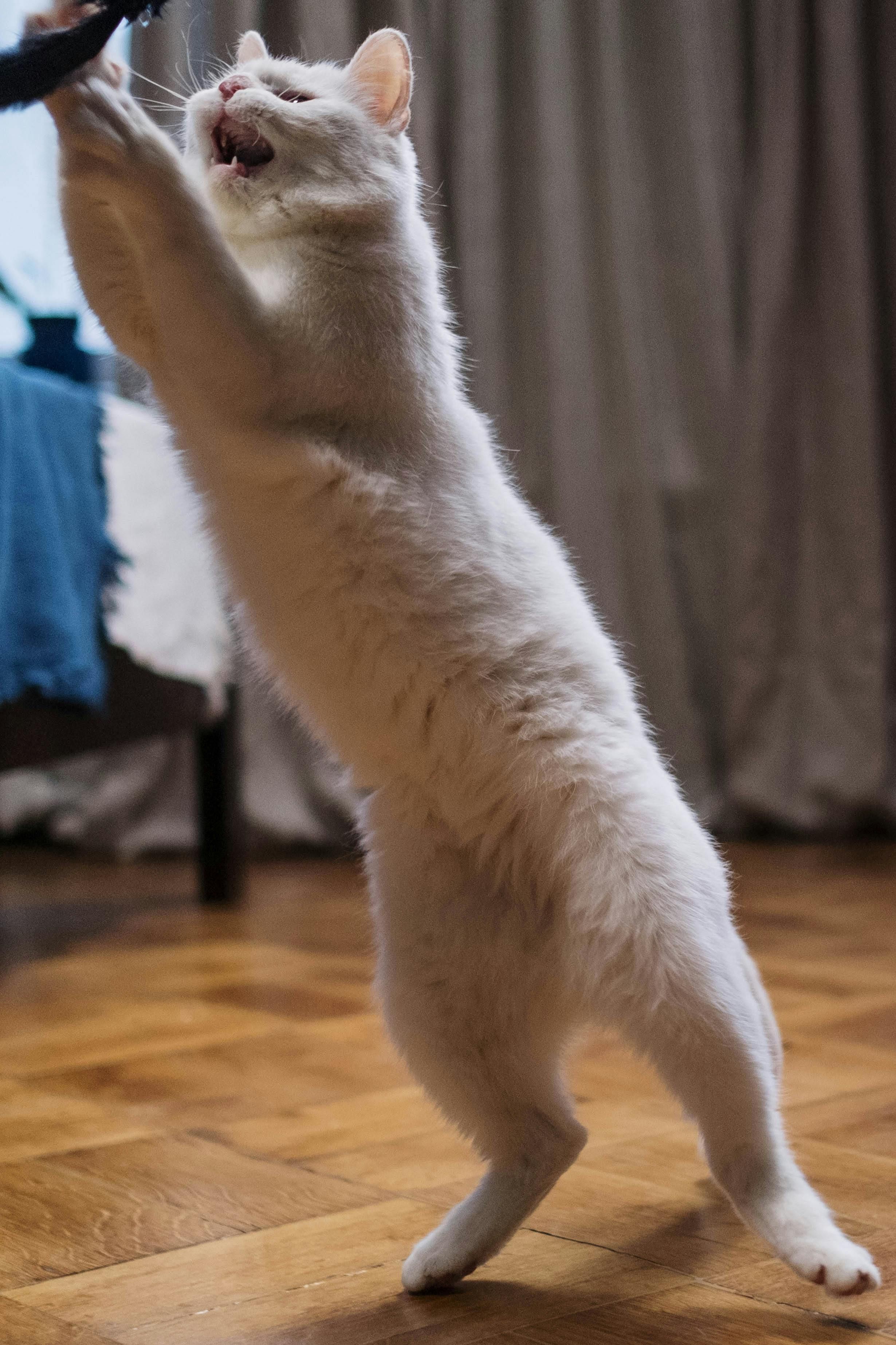 Mechanized plaything sporting a plume above and a feline fixed in intense focus, appearing poised for a strike. Mechanized plaything adorned with a feather at its peak and a feline, focused intently, as if on the brink of a lunge.
