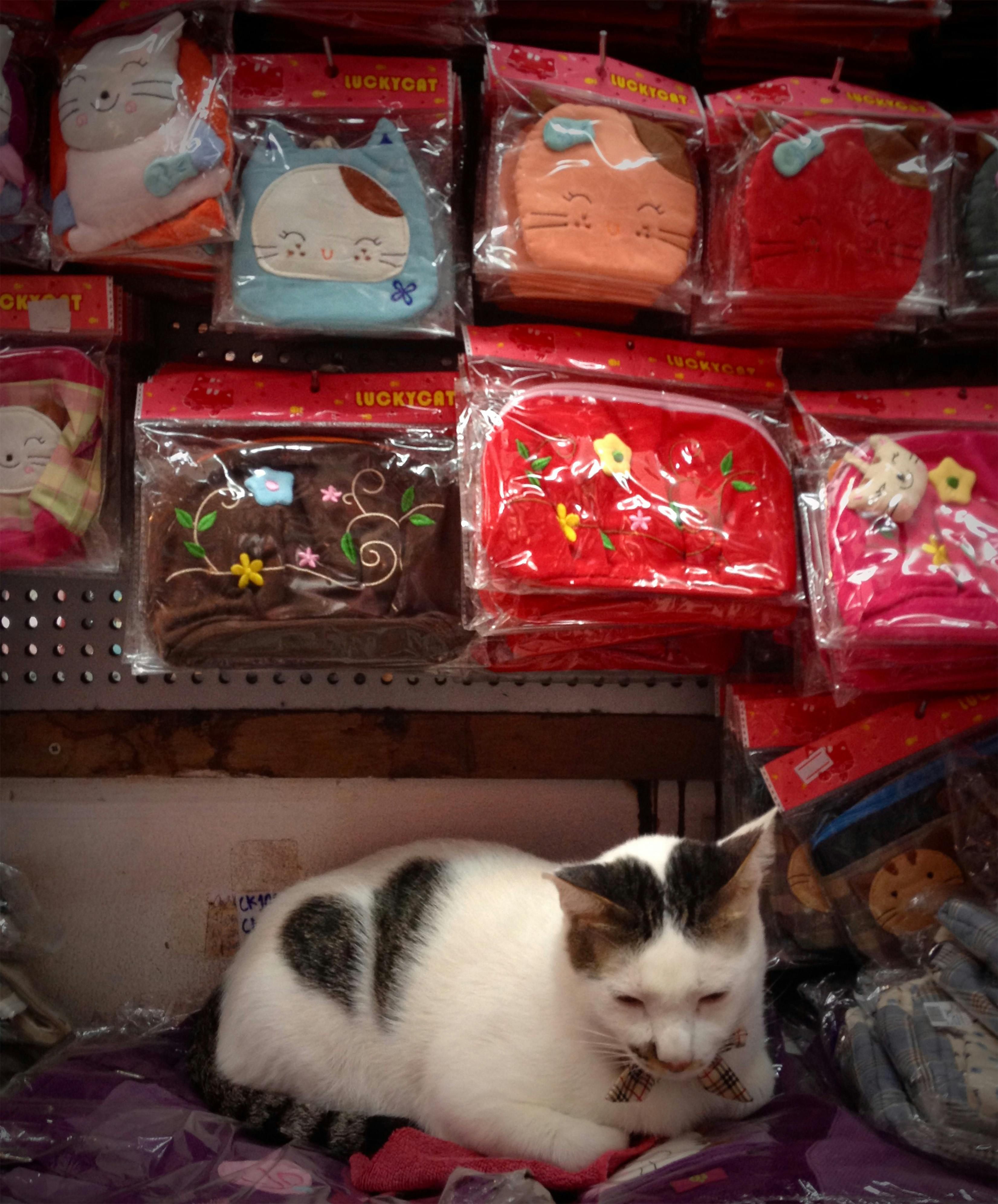 Multi-purpose Gadgets to Curb Cat's Frustrating Behaviors