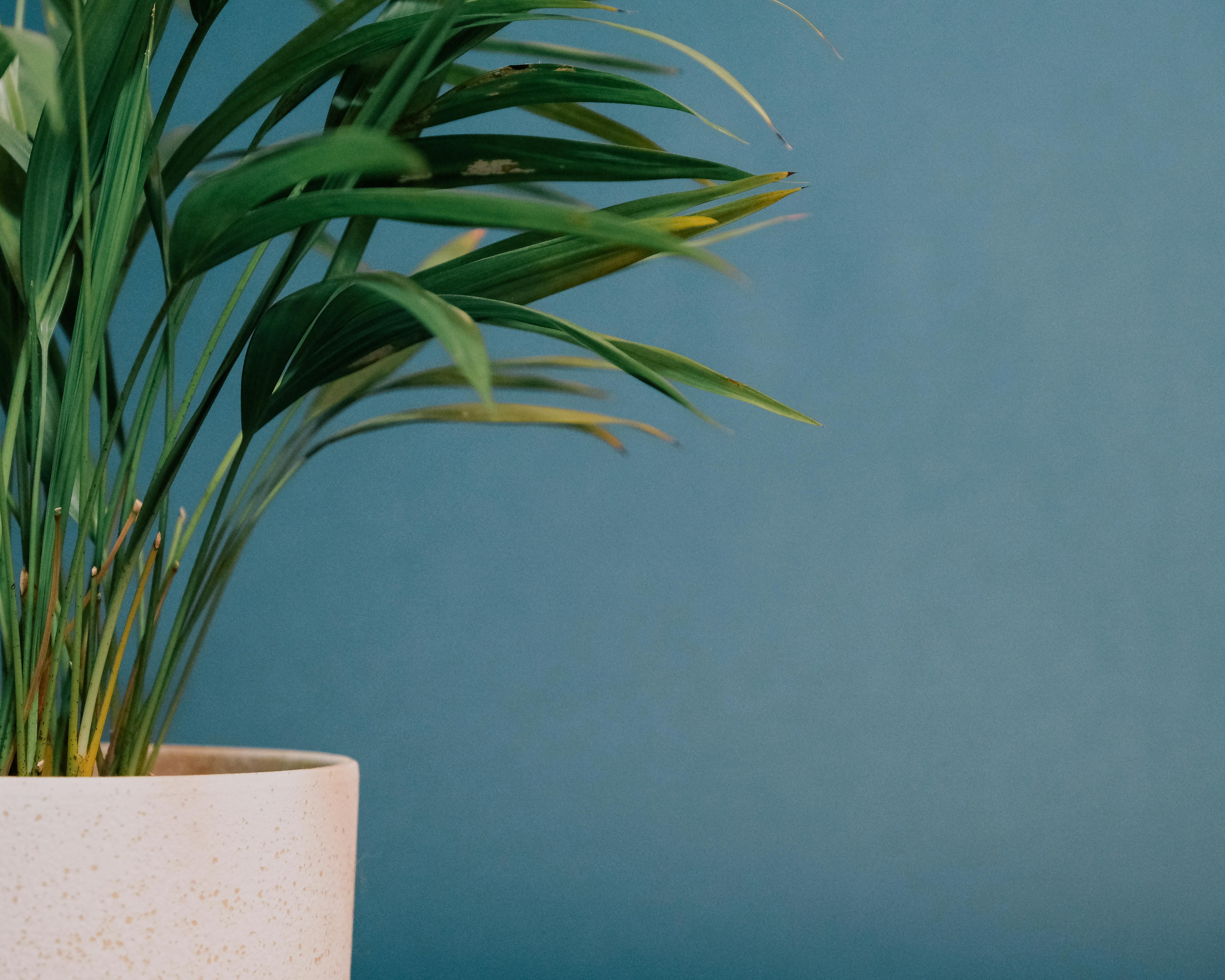White-hued planter holding a miniature artificial fiddle leaf plant Tiny synthetic fiddle leaf plant situated in a porcelain container