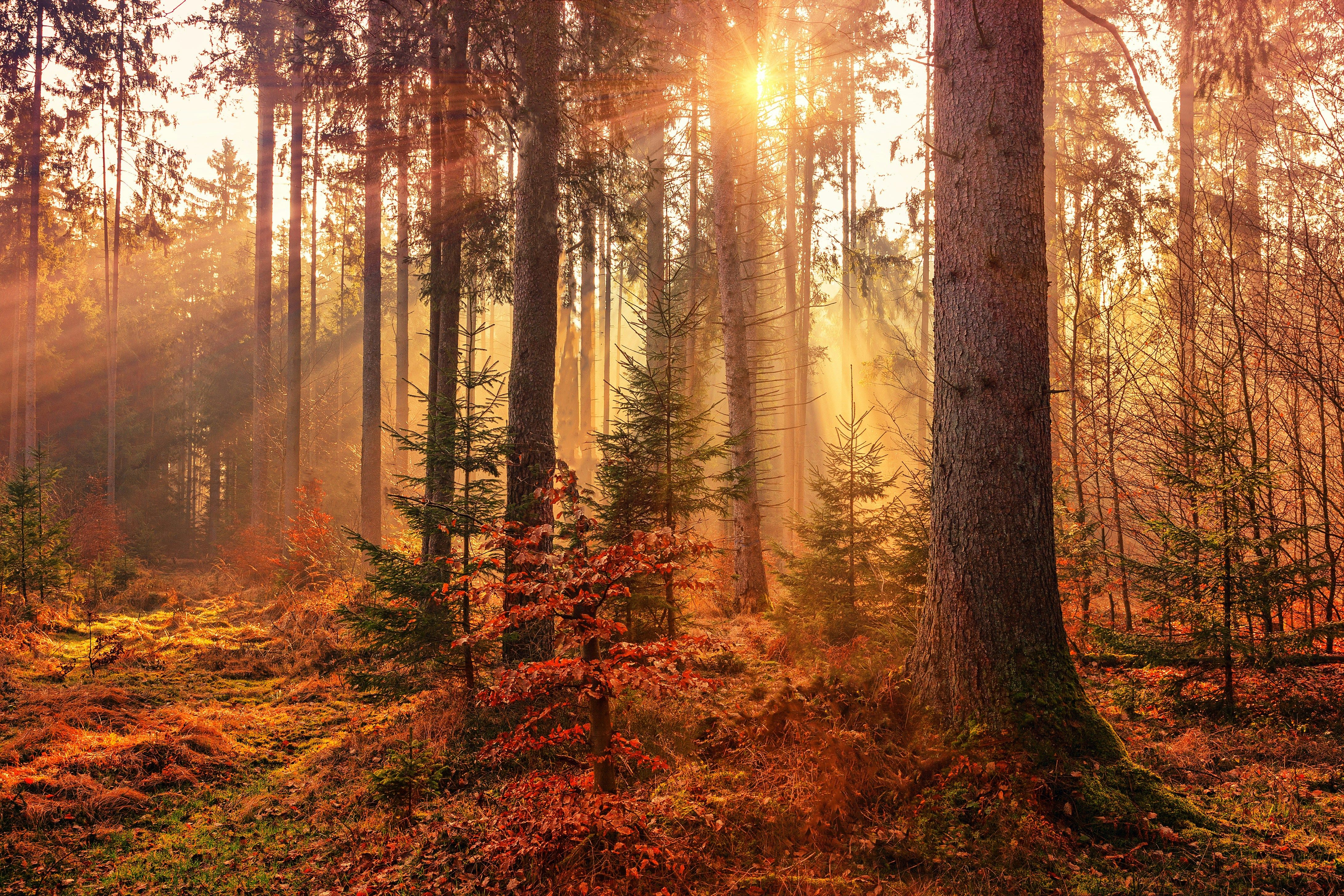 Subject attempting unauthorized system access in alleged cybercrime incident Fire personnel disappearing amidst forest fire suppression efforts reported in Zabaykalsky Krai. The Investigative Committee's regional office confirmed the incident, stating that three firefighters were engaged in fighting a forest fire...