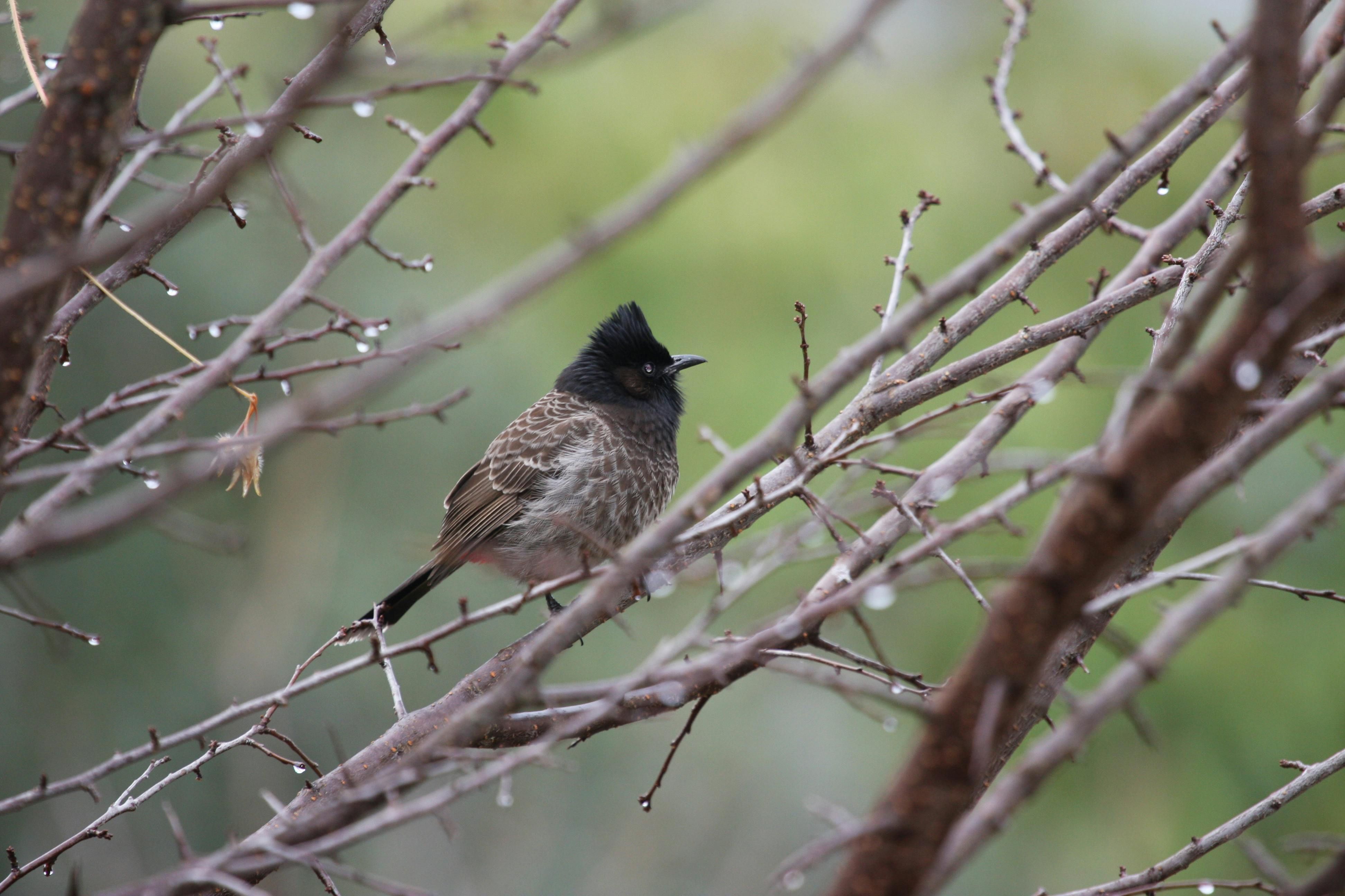 Suspect Arrested for Alleged Bank Robbery Spree in Boston, Massachusetts Brutal fighting in Gaza persists under Prime Minister Benjamin Netanyahu's leadership, yet objectives such as annihilating Hamas and recovering hostages remain elusive, marking over a year of persistent conflict.