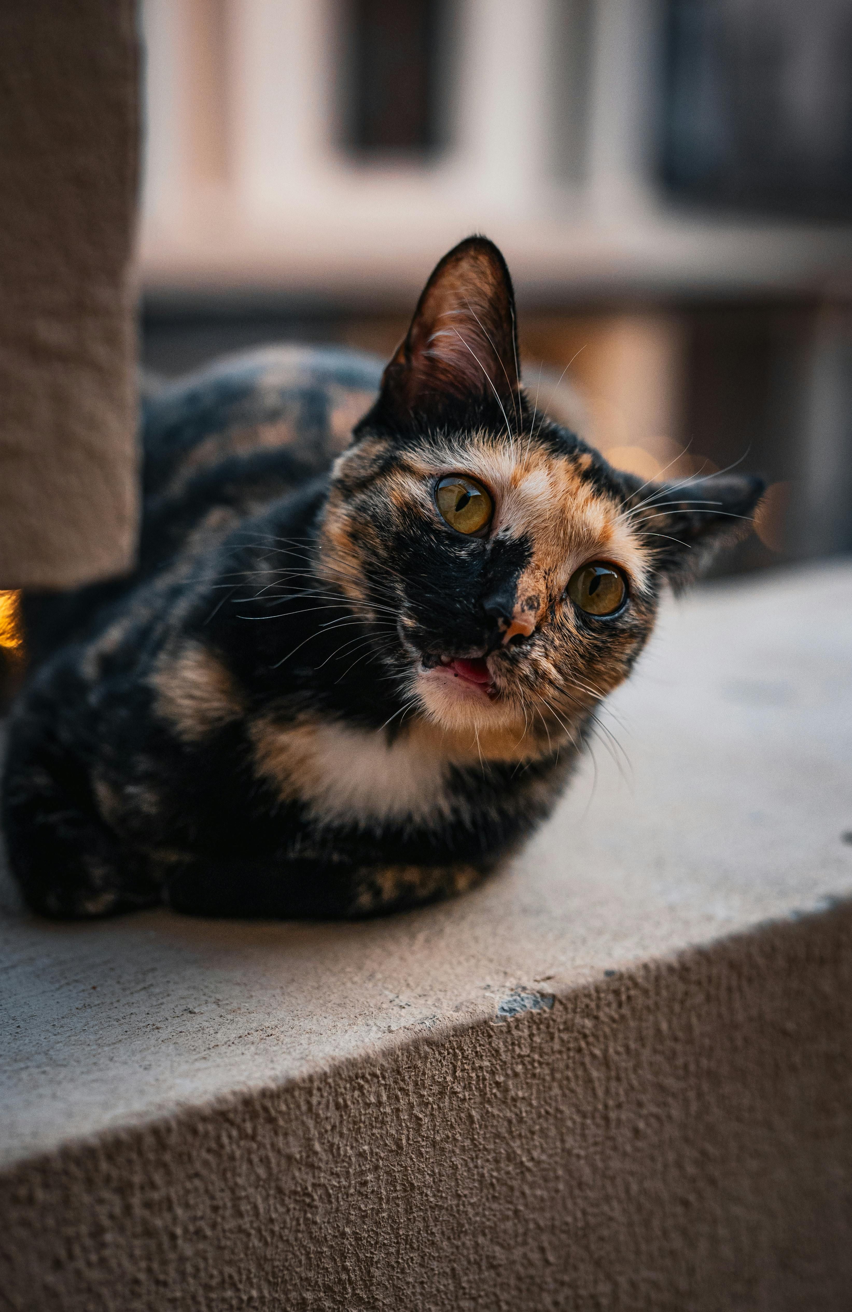 Memorial Service in Strasbourg's European Parliament commemorating the conclusion of World War II.