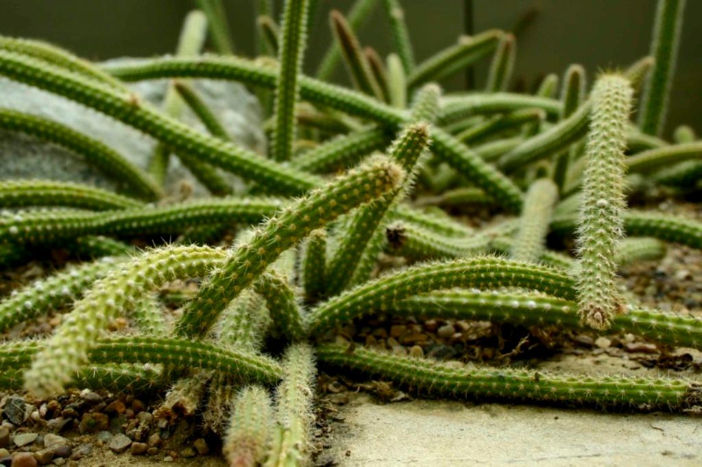 Top-ranked Belarusian tennis player suffers defeat at the hands of American Coco Gauff, with scores...