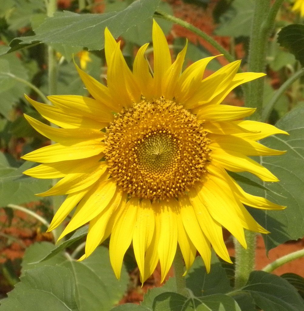 Downpour Sweeps Moscow: Authorities warn of heavy rain, thunderstorms, hail, and gusty winds...