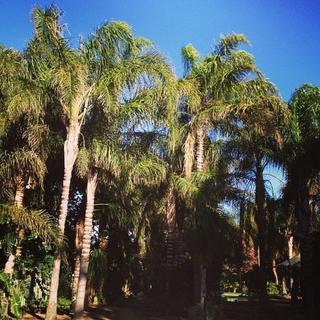 Gauff Earns Second Grand Slam Singles Title at 2025 French Open, Boosting Her Status as the World's...