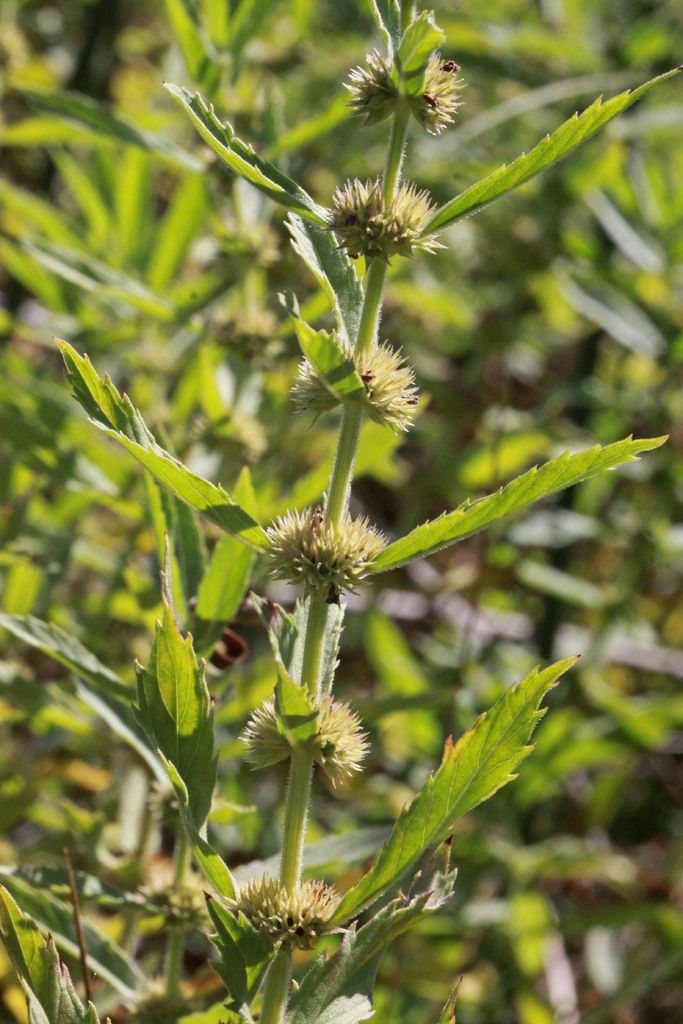 Anticipated Weather Shifts for Capital: Cloud Cover Varying, as Announced by Our Site, Based on...