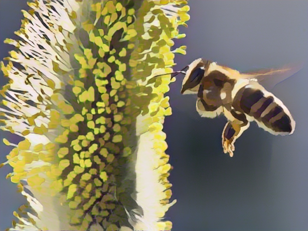 Hessian beekeepers with a very good honey harvest in 2023