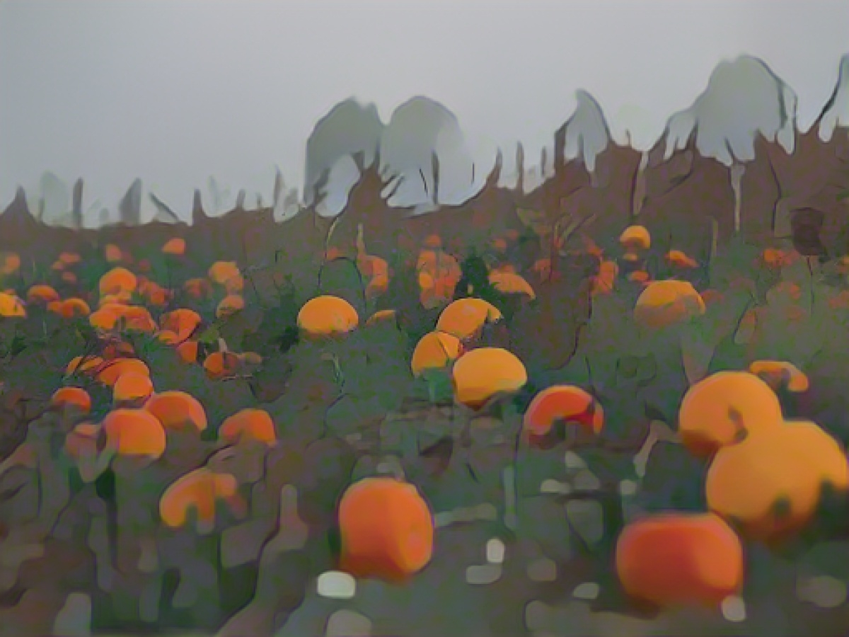 Farmers' association: Average pumpkin harvest in Thuringia