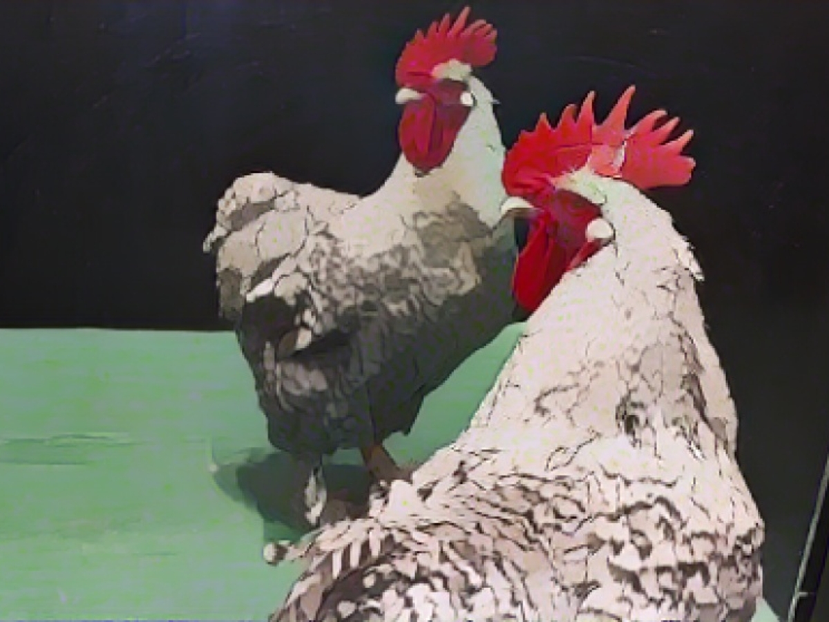 Are chickens more intelligent than previously thought?