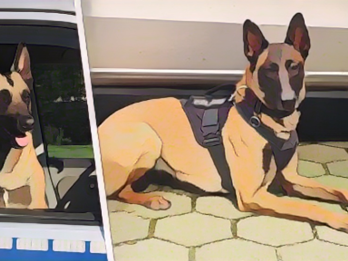 Well barked, Bea and Krabat!