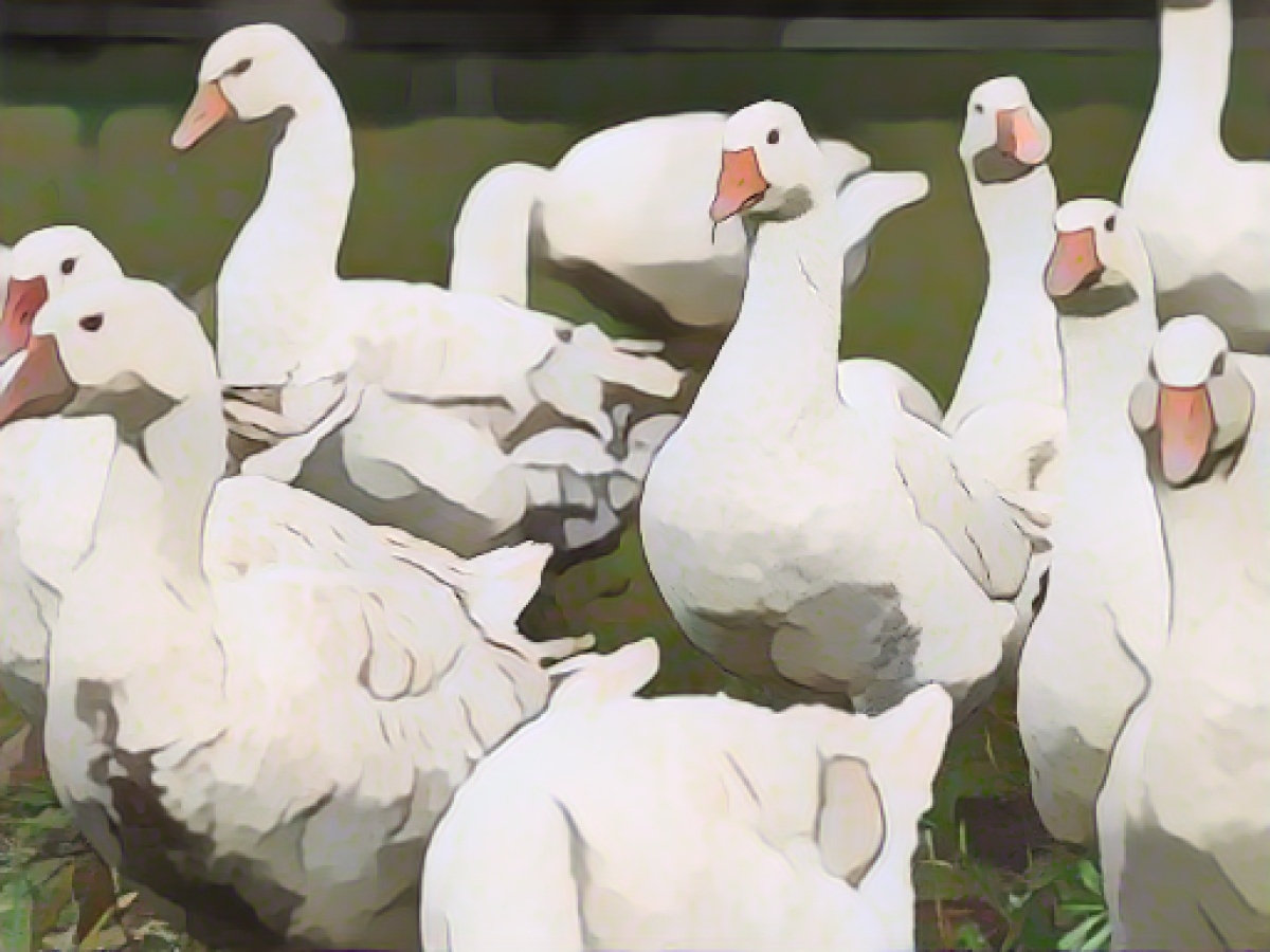 The goose dinner is getting more expensive