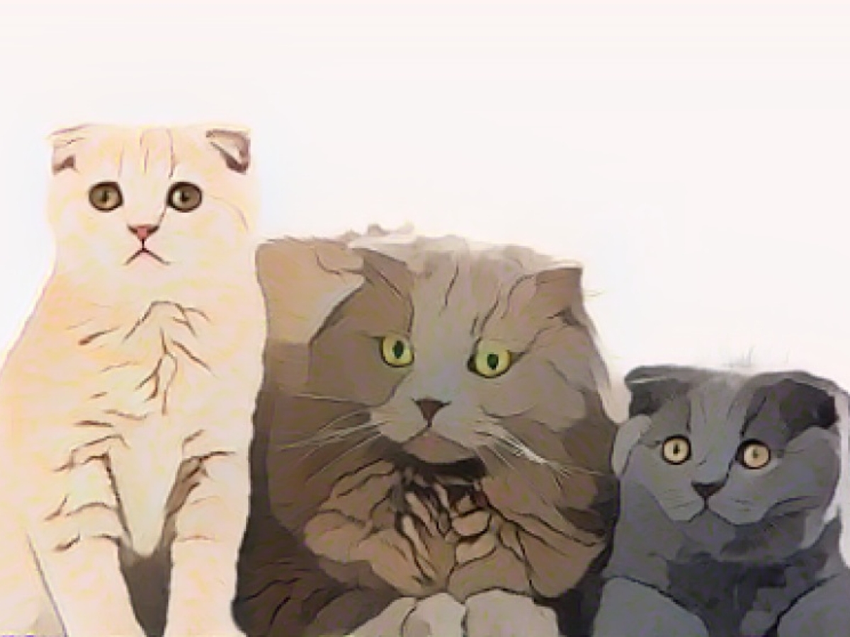 Cats have 276 facial expressions