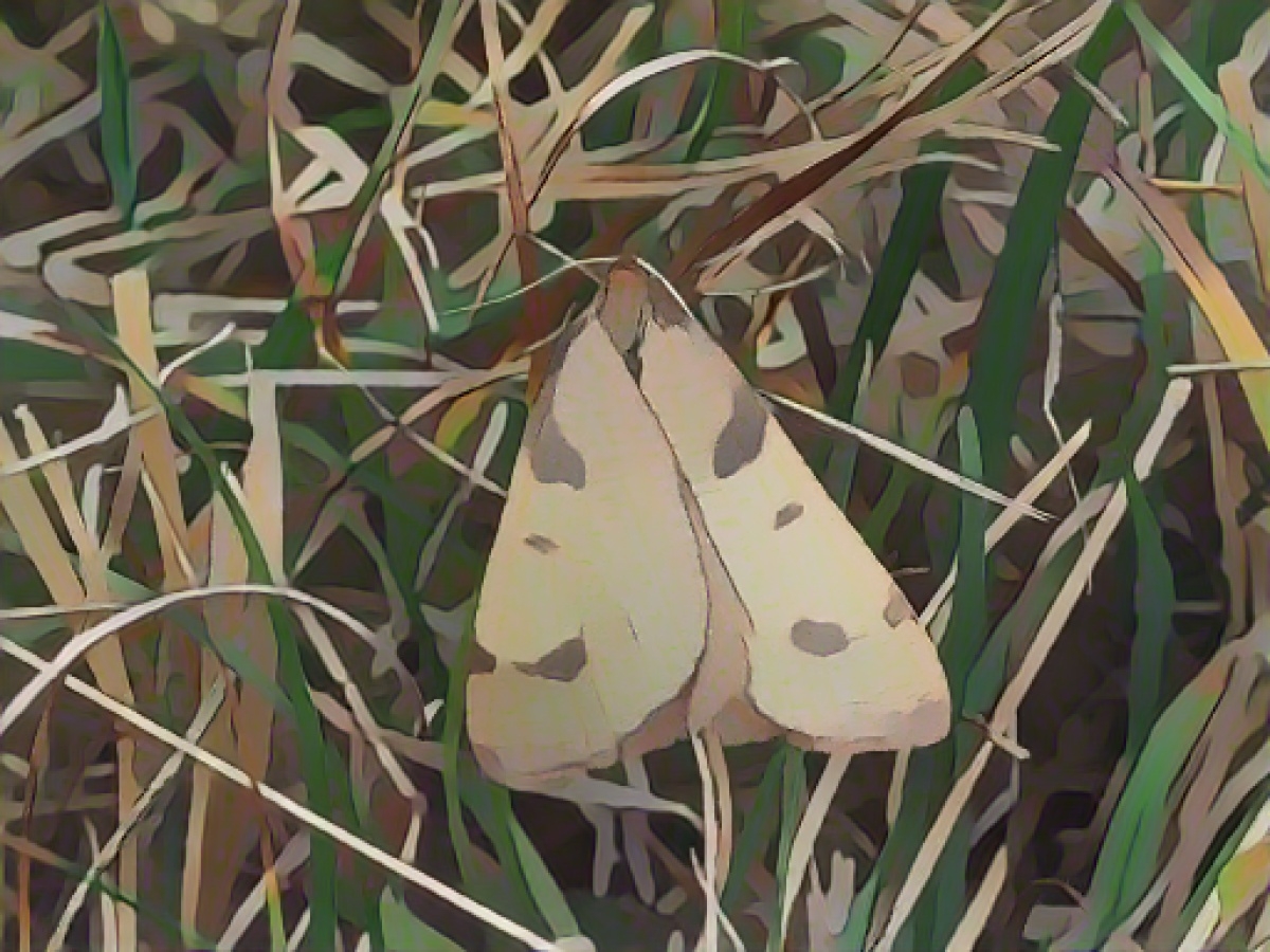 Butterfly species found again in Bosnia after decades