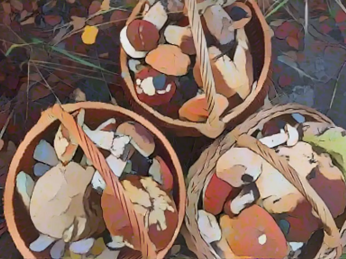 Germany's best mushroom regions at a glance