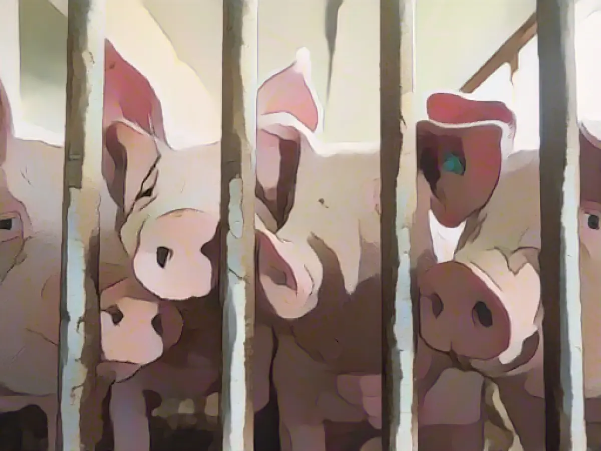 Farmers' association: Livestock numbers in Thuringia are falling rapidly