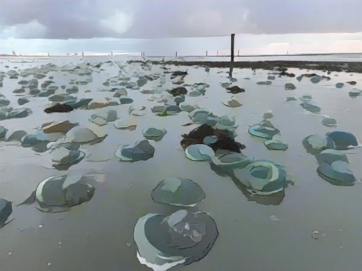 Masses of jellyfish washed up on the west beach of Norderney