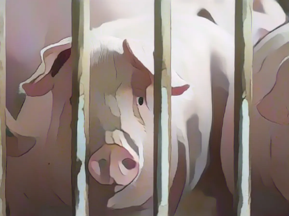 New slaughterhouse for pigs