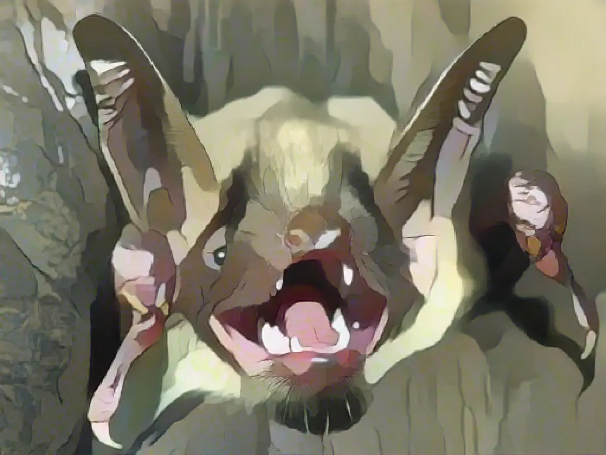 Bats seek safe shelter for winter