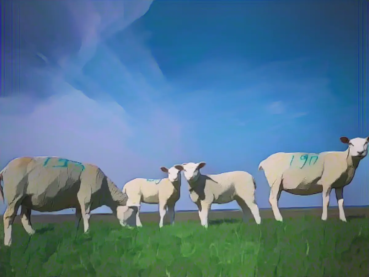 Police officer keeps 300 sheep at bay in Lippstadt