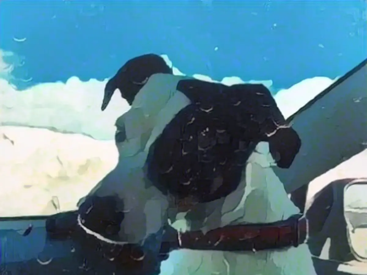 Finny watches over his dead master for two months