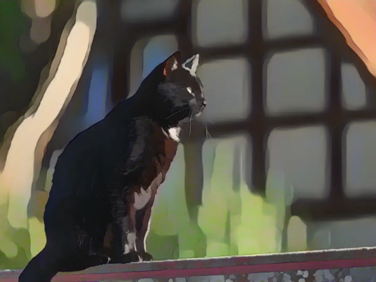 Ministry wants to curb the number of stray cats