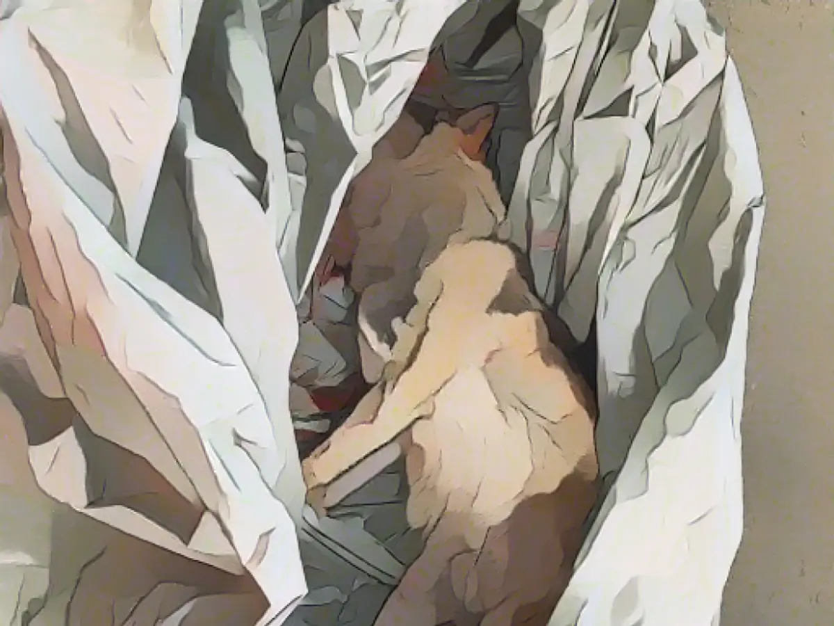 Wolf run over on highway in Bavaria