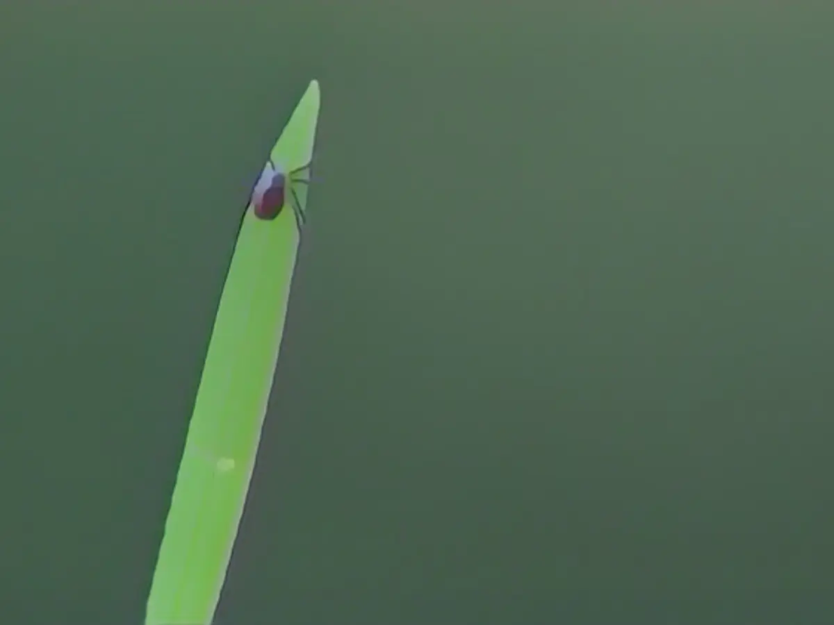 Ticks are also active in winter