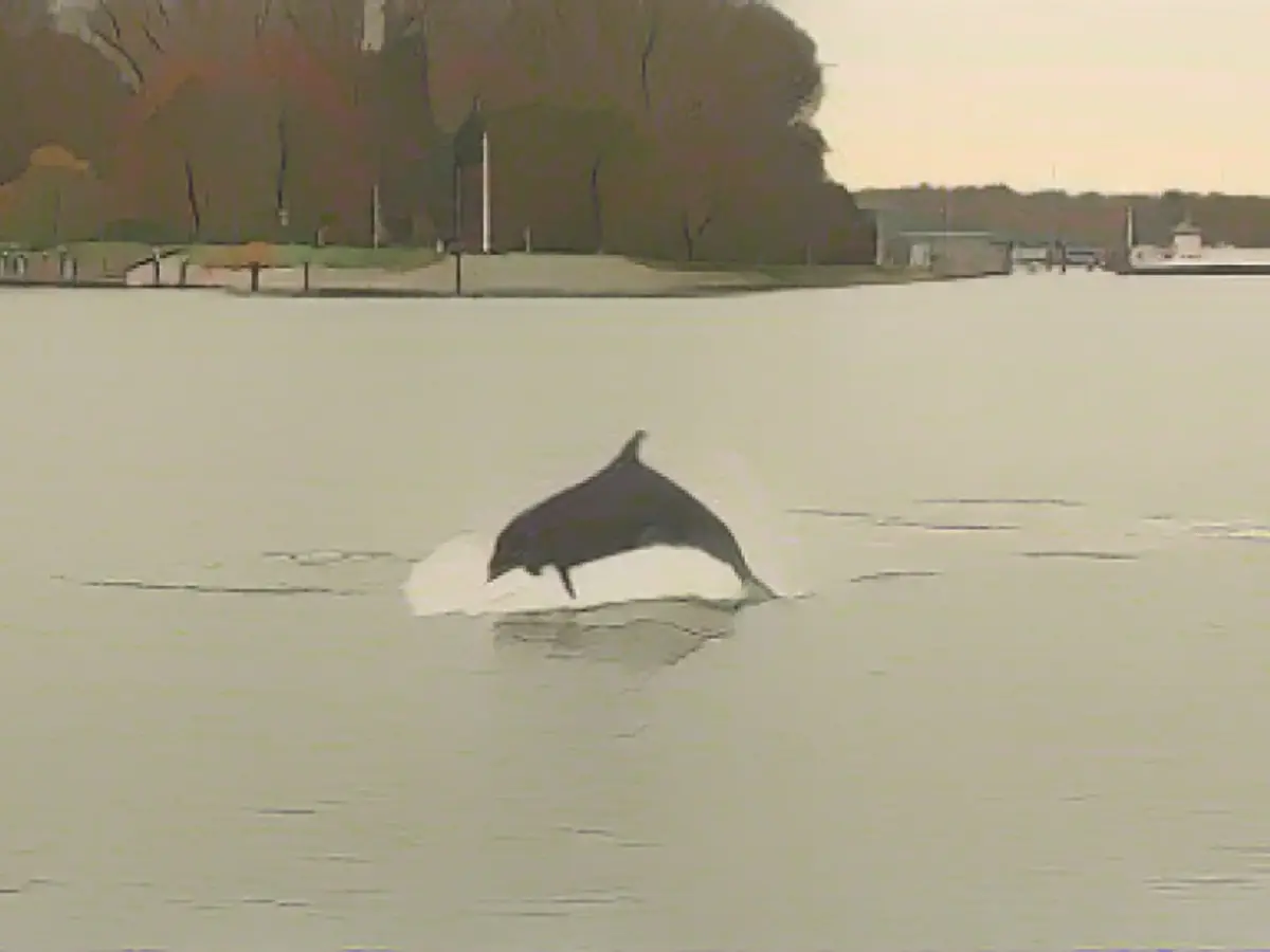 Delle, what's your Pelle doing?