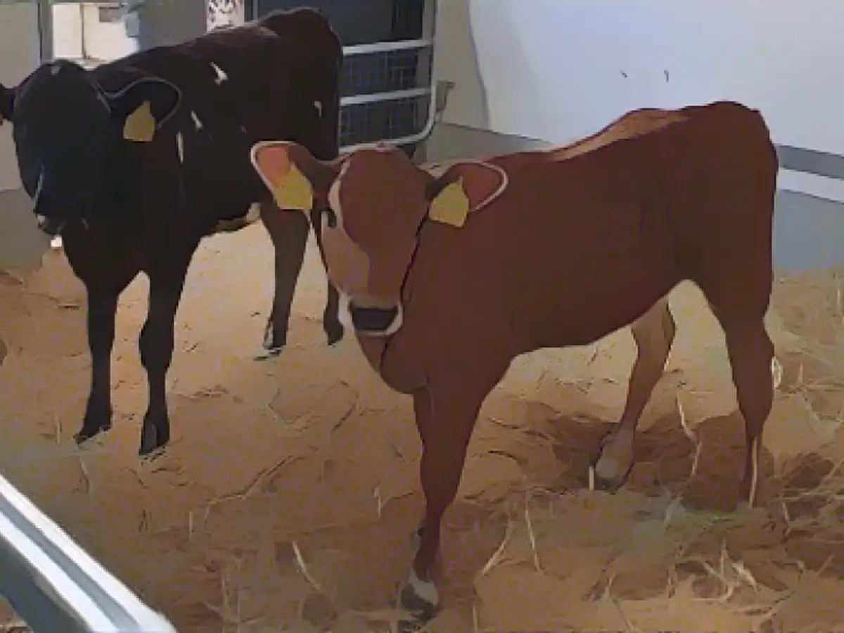 These calves burned to death in their stall