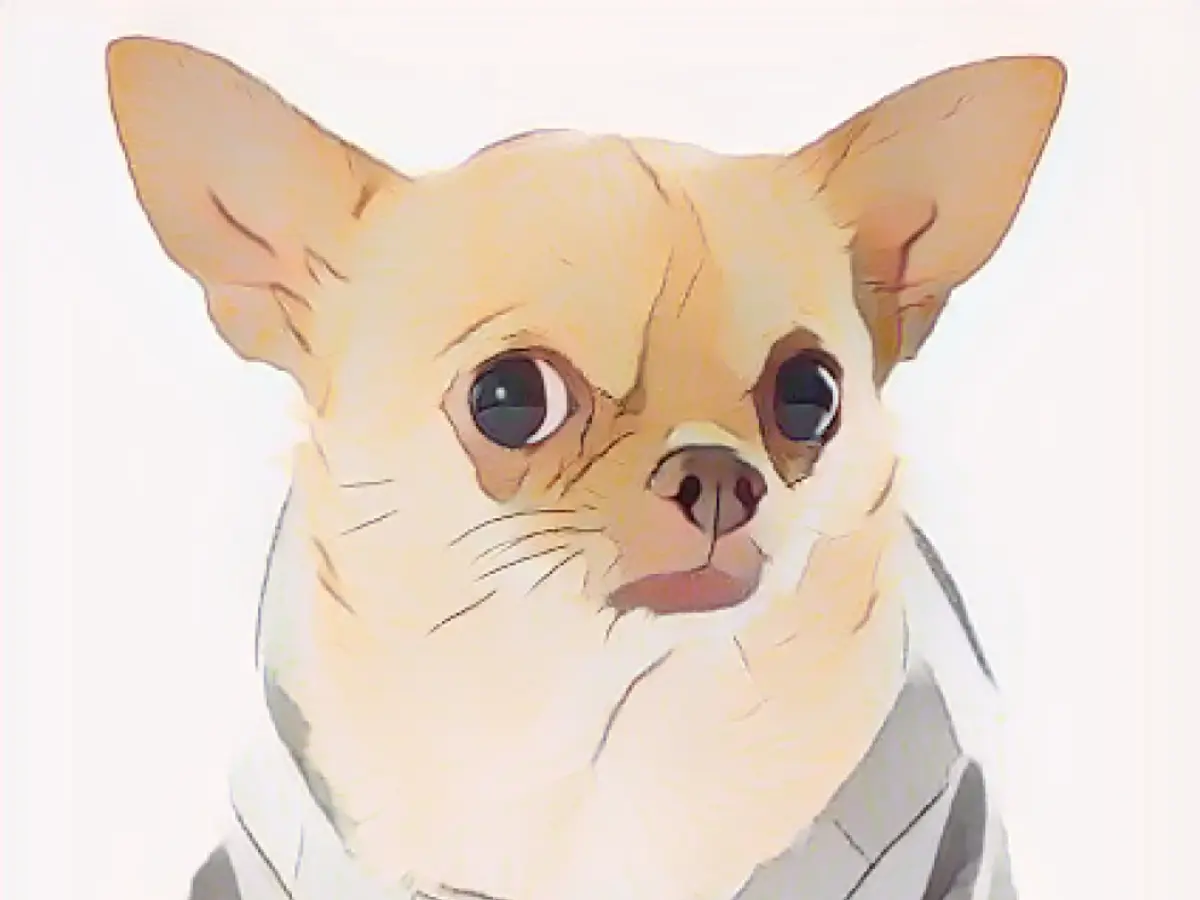 Man beats master and steals Chihuahua