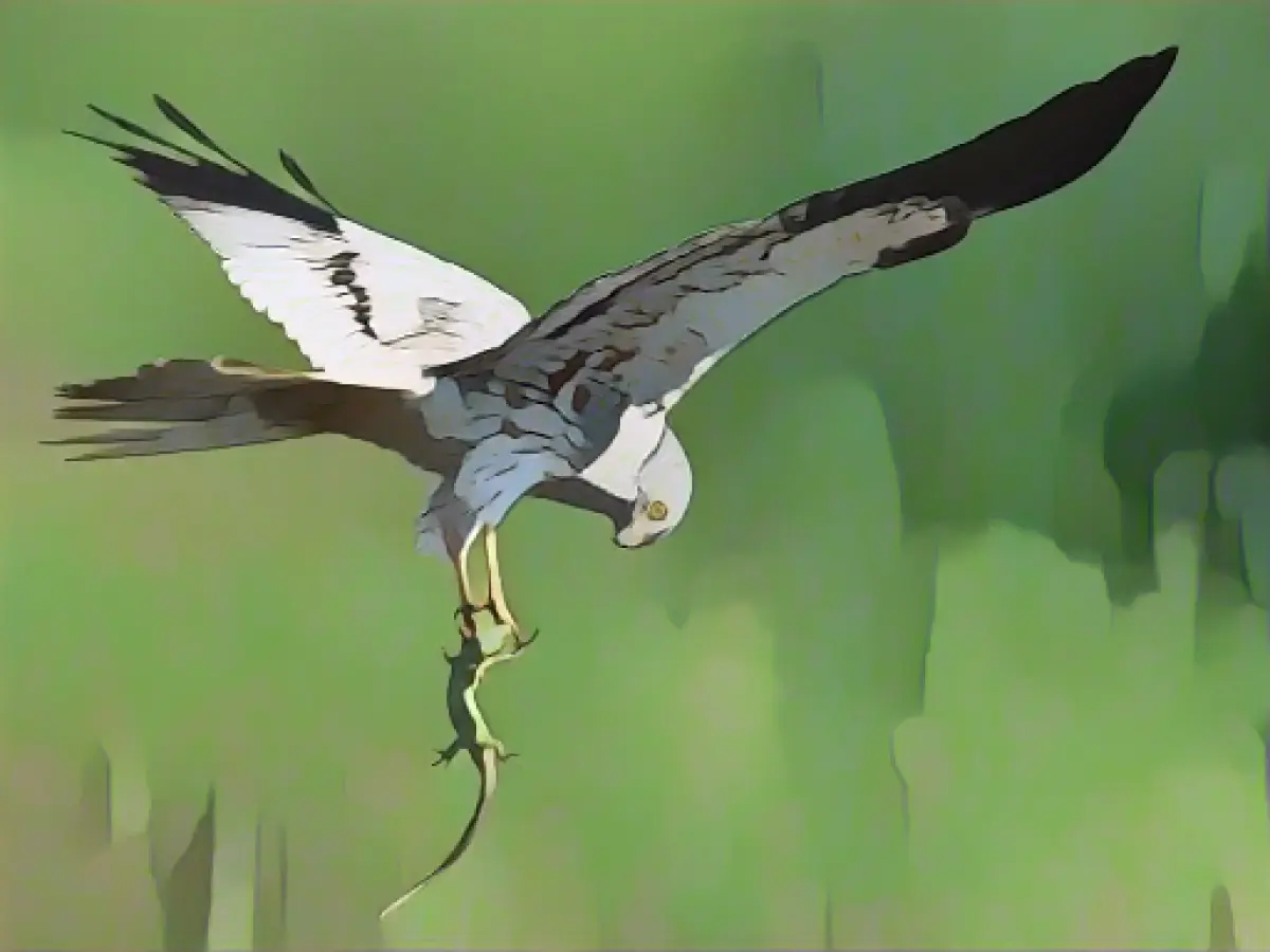 Record number of young birds of the rare Montagu's harrier