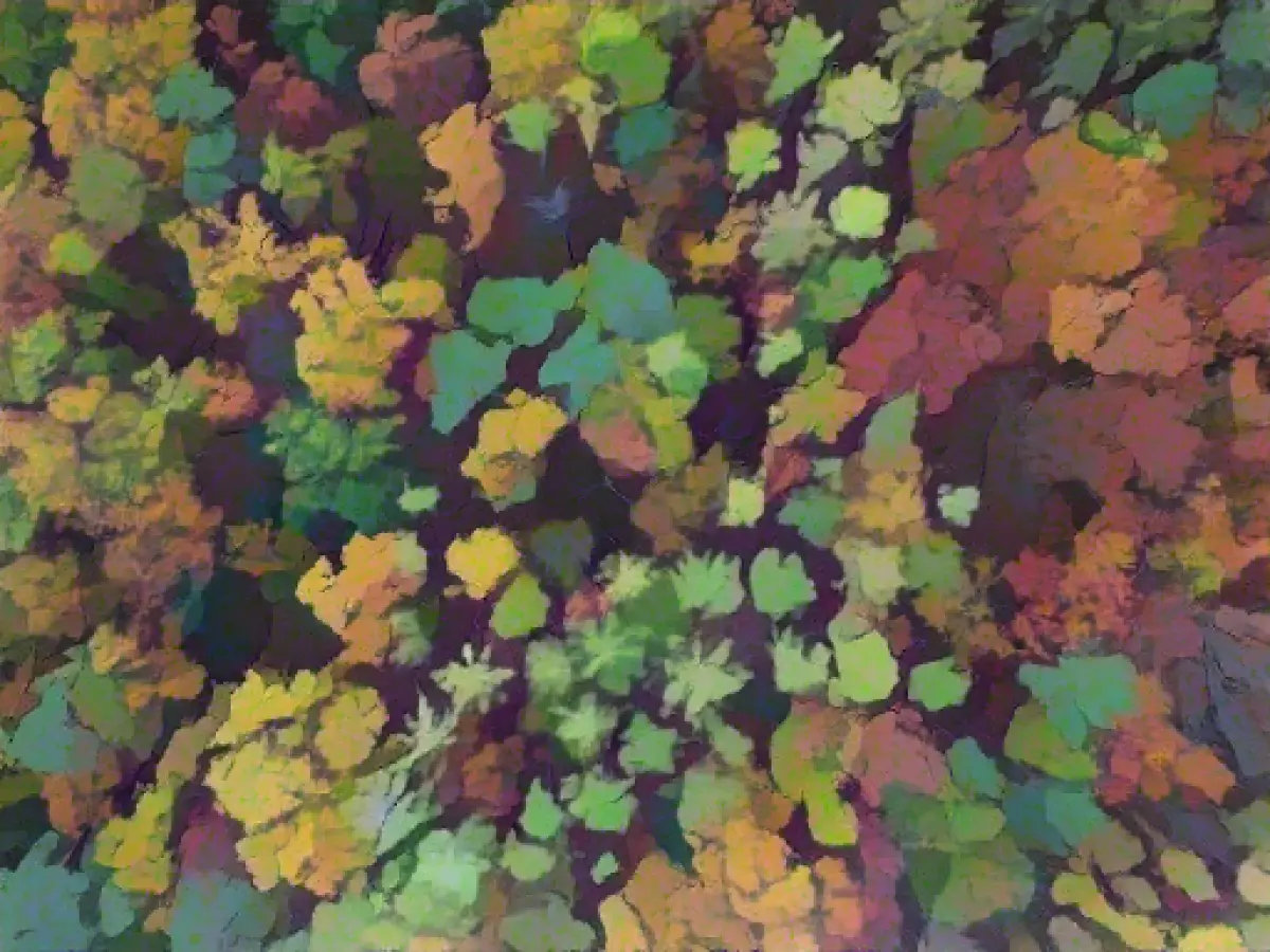 Forest areas in Saxony-Anhalt are growing