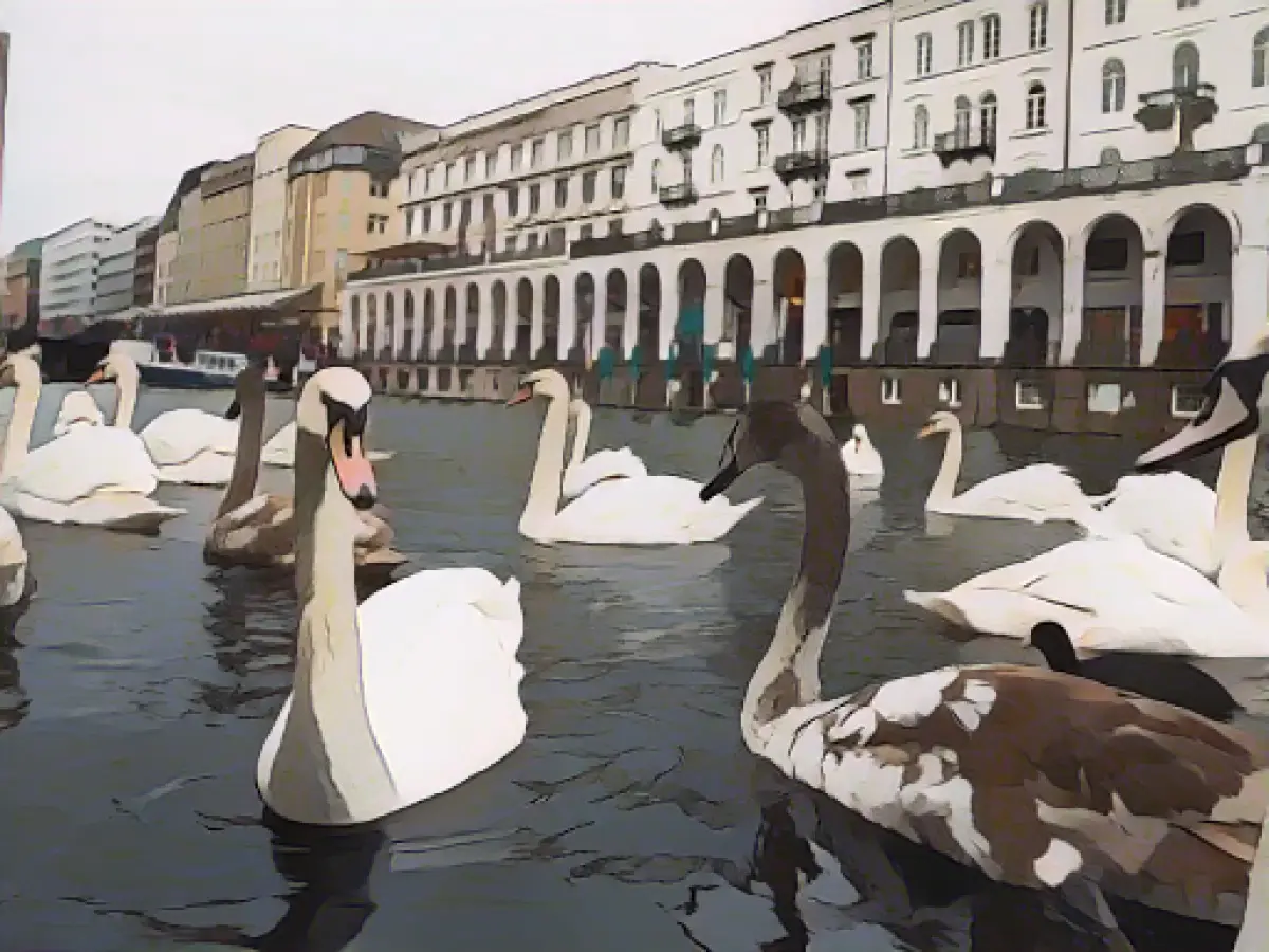 Hamburg swans are collected for their winter quarters