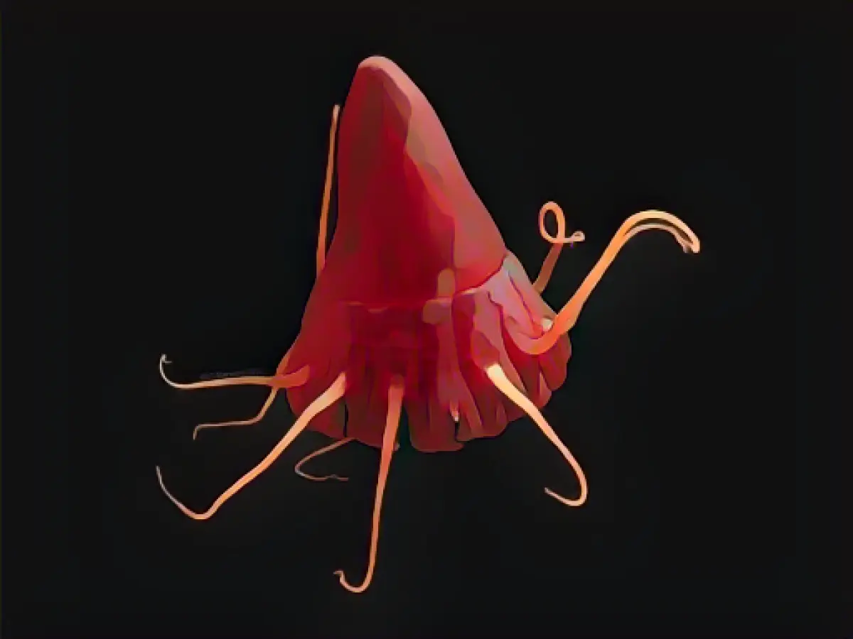 Sediments from deep-sea mining could be very stressful for animals