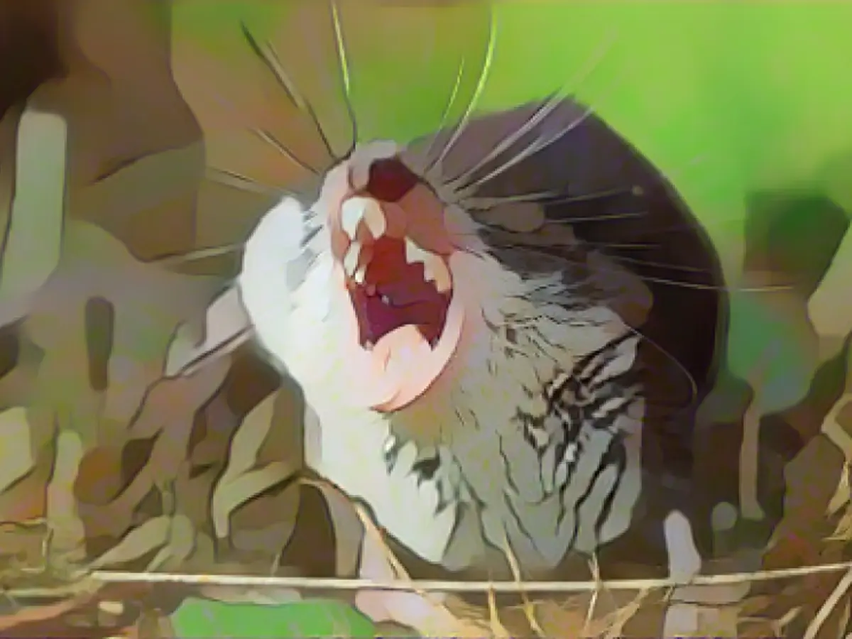 Man in Bavaria infected with rare death virus