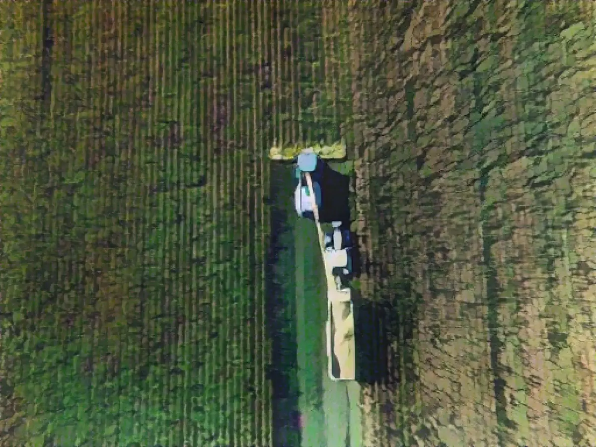 Significantly higher silage maize harvest than last year