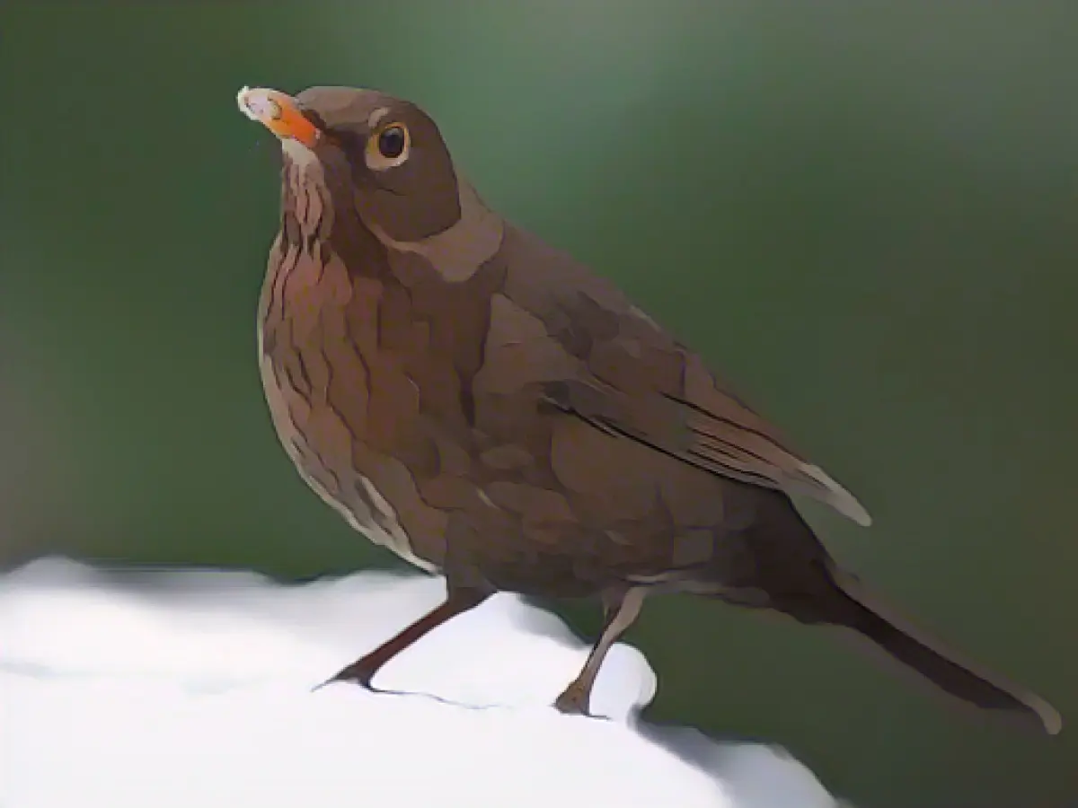 Blackbird, blue tit and robin chirp most often