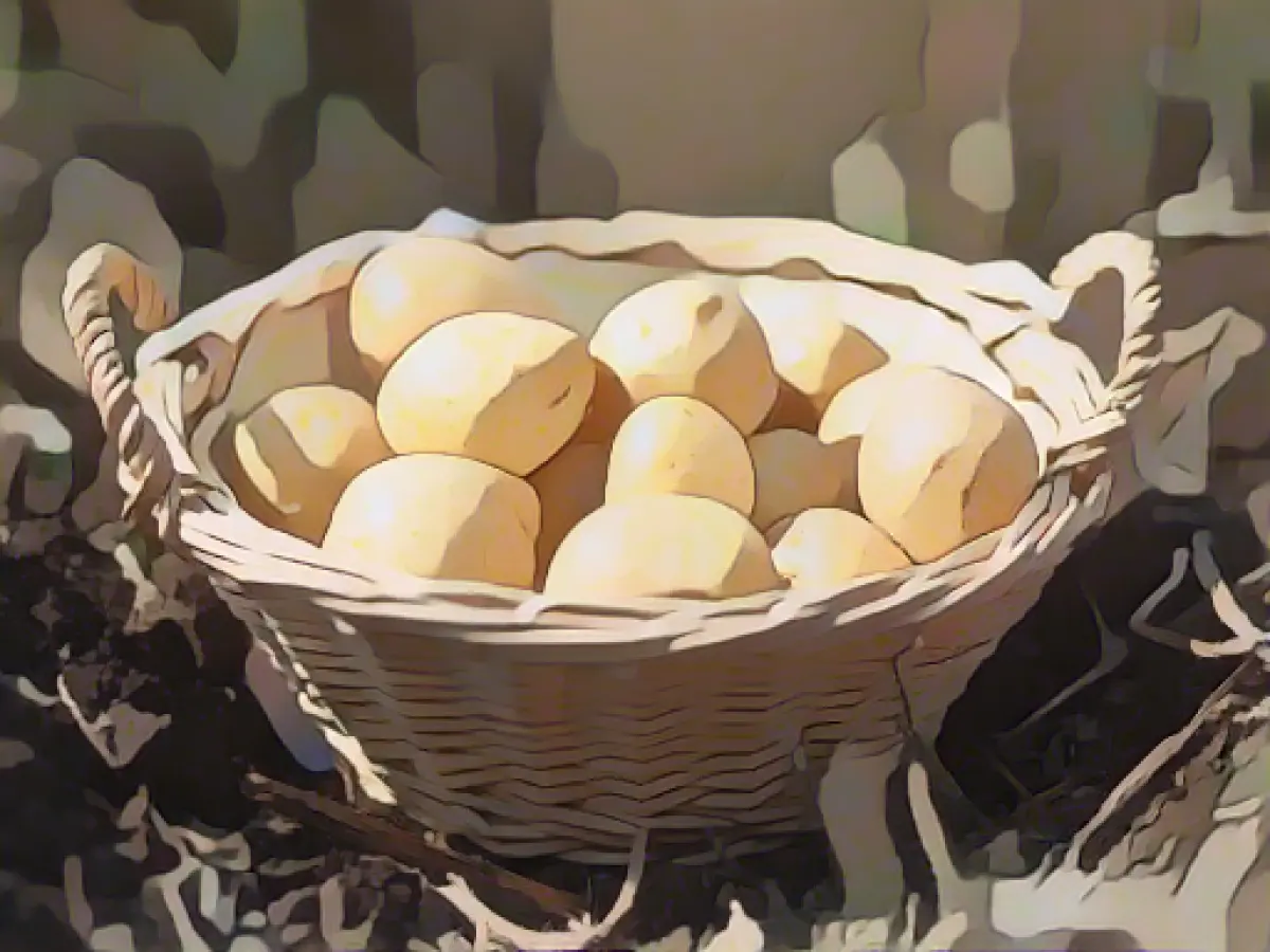 More potatoes harvested in Thuringia