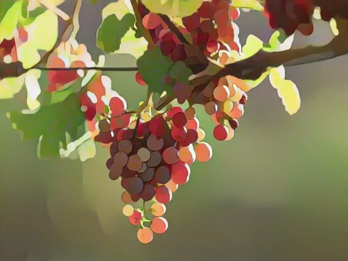 ECJ: "Winery" wine may also be pressed elsewhere