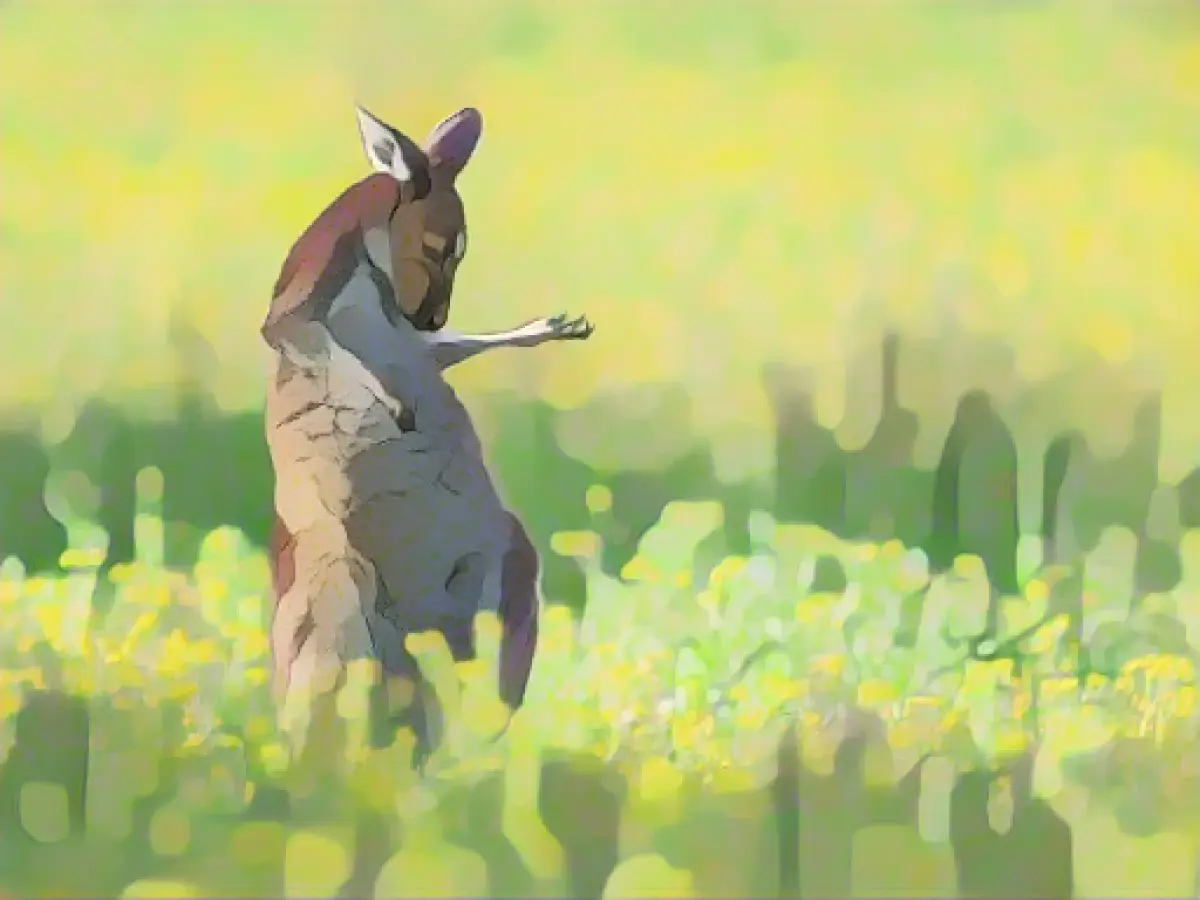 The air guitar kangaroo - funniest animal photo of the year