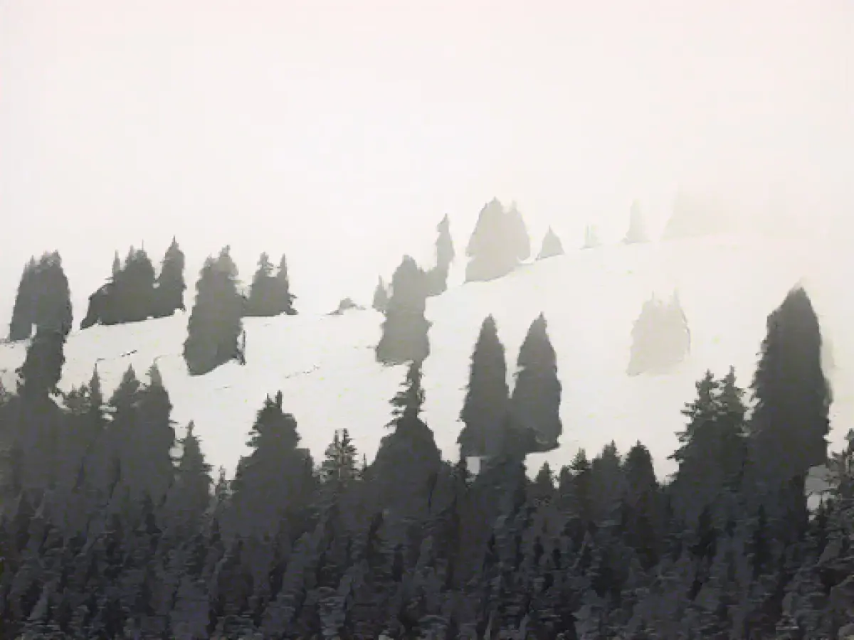 Forests in the Bavarian Alps threatened by humus depletion