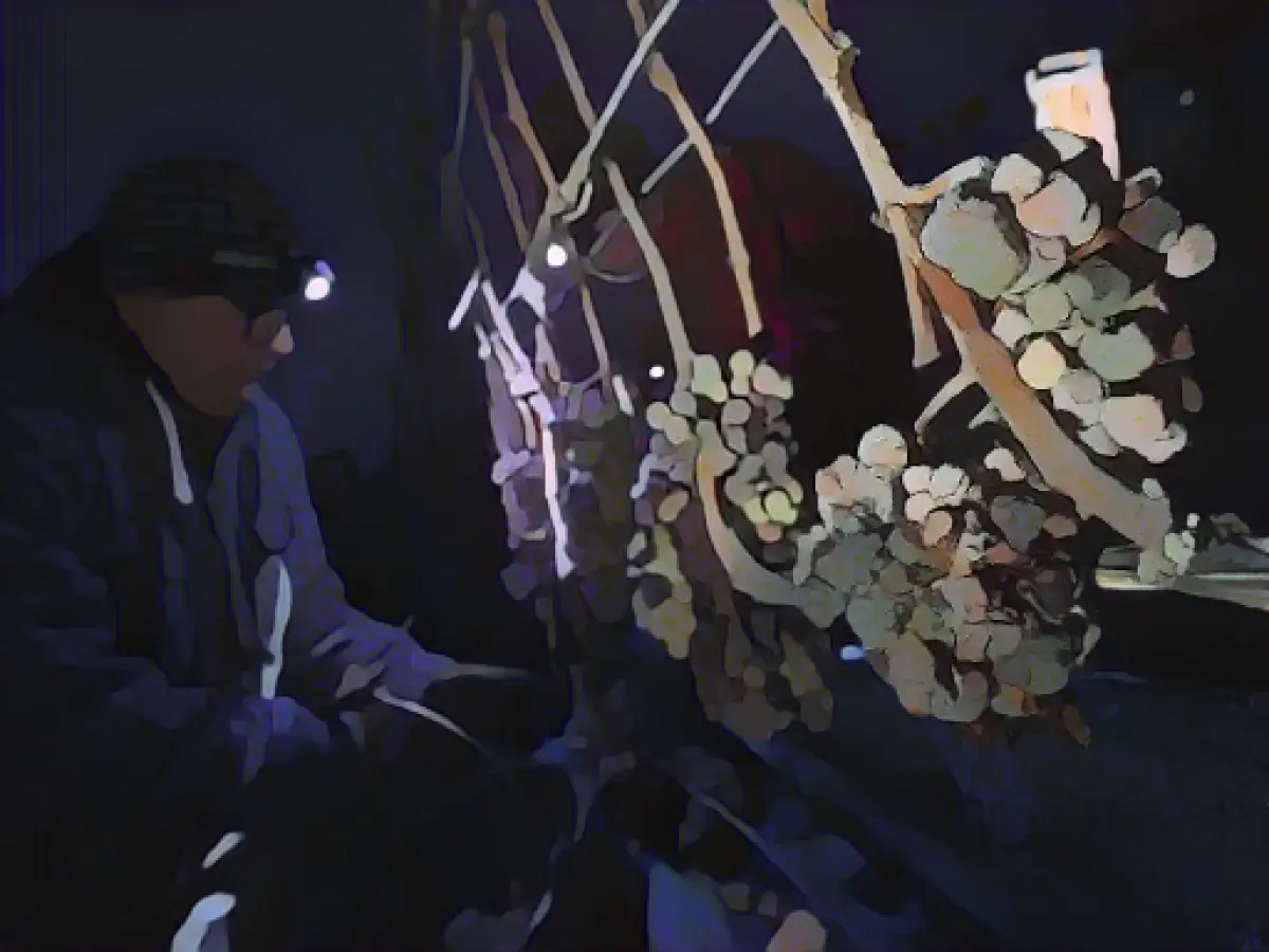 Waiting for severe frost: ice wine needs ice-cold nights