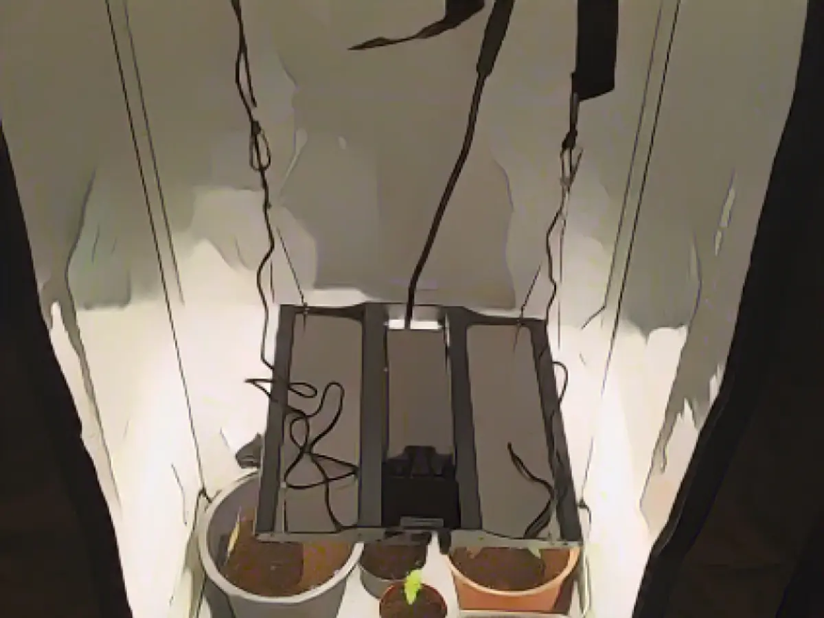 Drug farmer busted because of imprisoned girlfriend