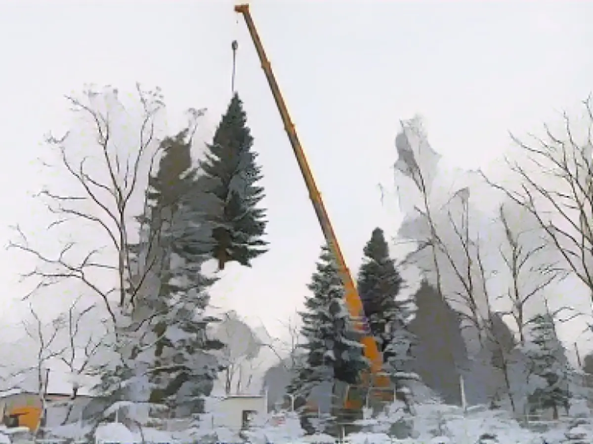 Thuringia's tree for the Brandenburg Gate is felled here