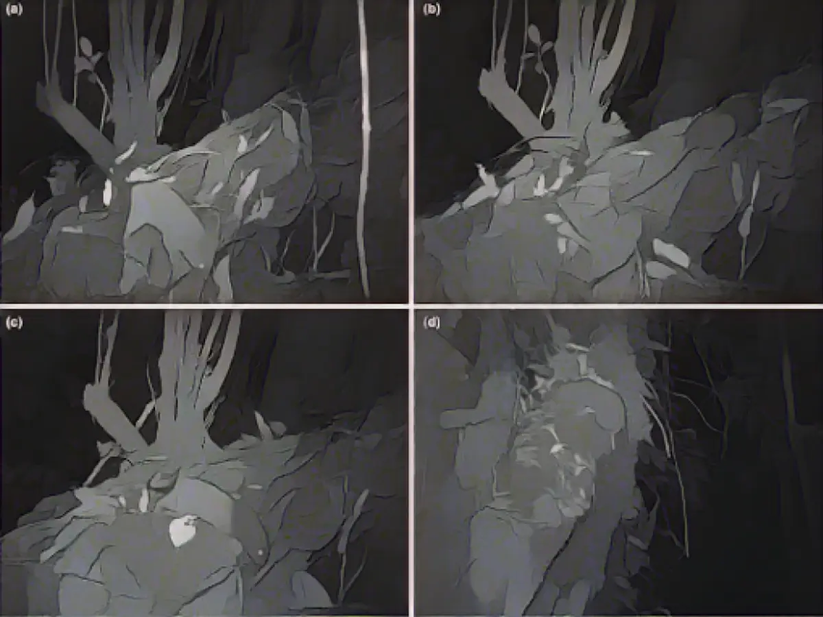 Creepy giant rat falls into photo trap