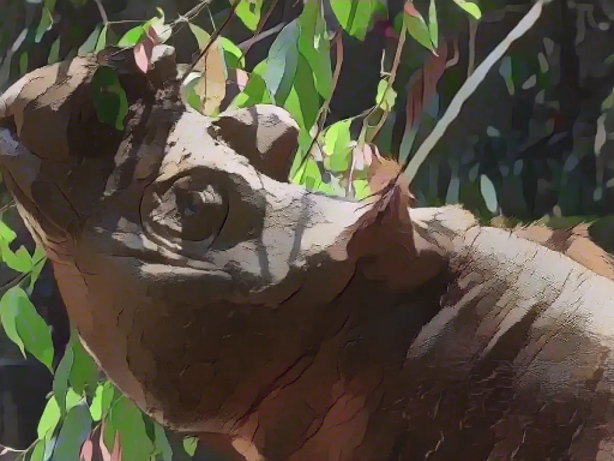 Extremely rare Sumatran rhino born in Indonesia