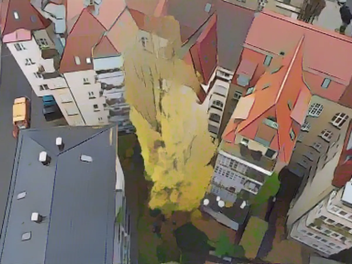 The battle for trees in the city