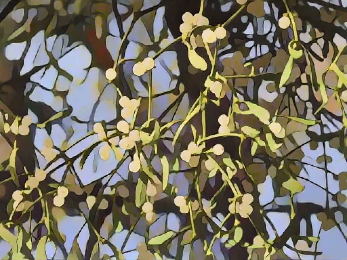 Mistletoe endangers fruit trees: pruning recommended